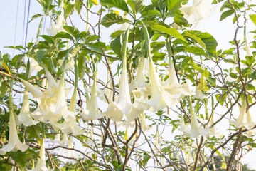 Flowers white Rhododendron