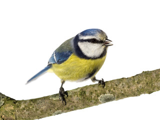 Perched blue tit looking to the right with open beak on white