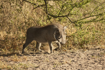 wild pig