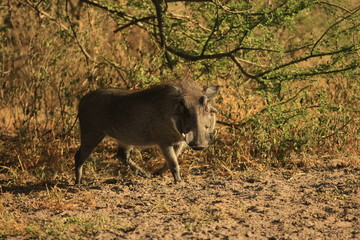 boar