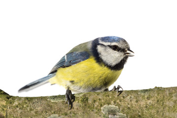 Perched creeping blue tit looking to the right