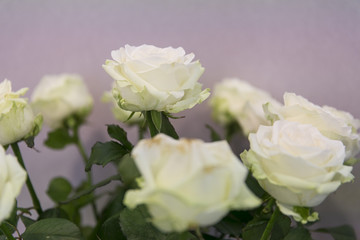 Blumenstrauß mit weißen Rosen