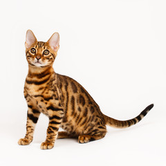 Bengal Cat