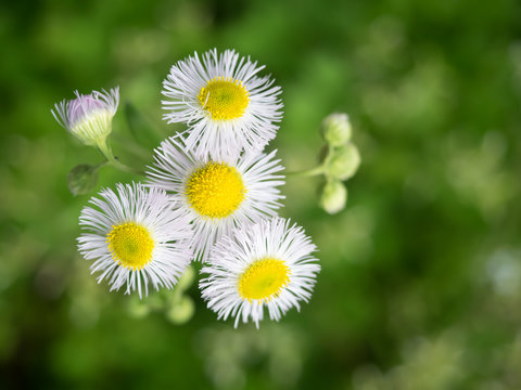 春紫苑images Browse 165 Stock Photos Vectors And Video Adobe Stock