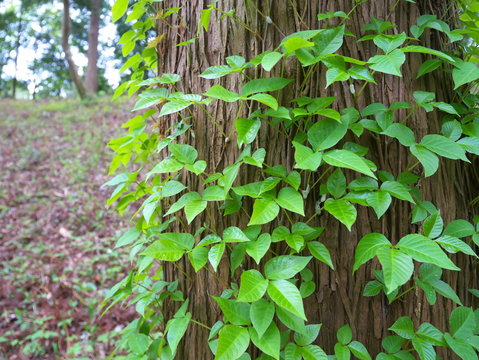 Poison Ivy