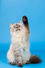 Siberian cat