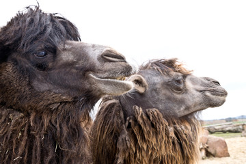 Domestic bactrian camel