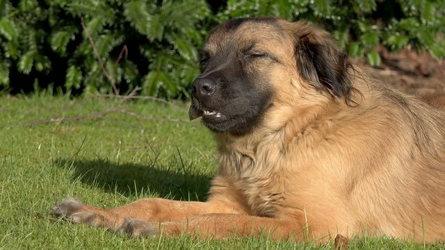 Hund mit Kauknochen