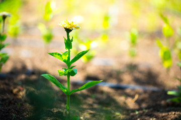 Floral postcard for your design