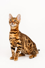 Bengal Cat