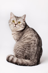 British Shorthair Cat