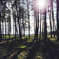 Fototapeta premium Spring forest