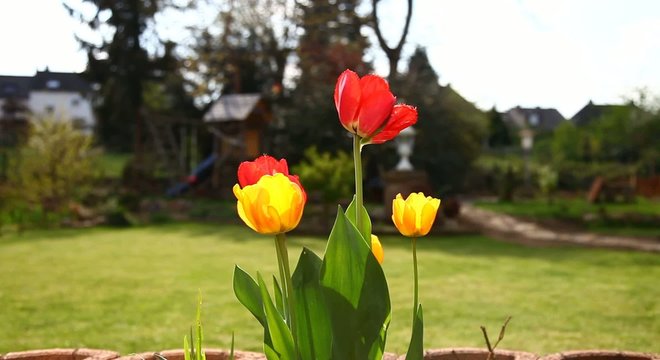 Tulpen