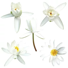 Photo sur Plexiglas fleur de lotus set of white lotus isolated on white background