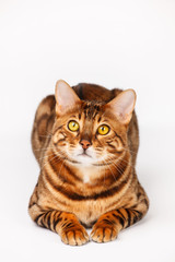 Bengal Cat