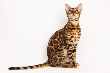 Bengal Cat