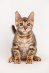 Obraz premium Blue Bengal Kitten