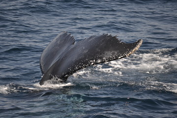 Fototapeta premium whales