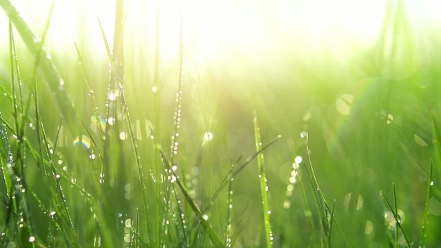 Blurred grass background with water drops. Slo-mo