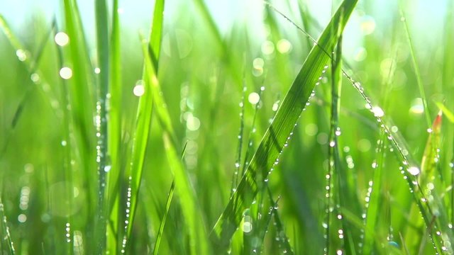 Grass with dew drops. Slow motion 240 fps. HD video 1080p