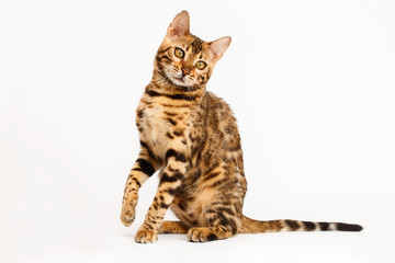 Bengal Cat
