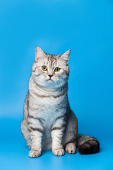 Obraz na płótnie Canvas British Shorthair Cat
