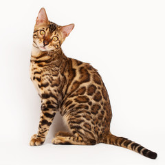 Bengal Cat