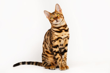 Bengal Cat