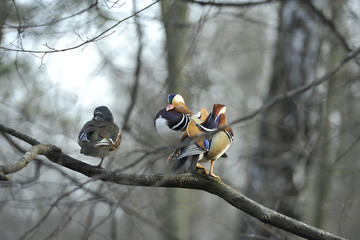 ptak © patryk77
