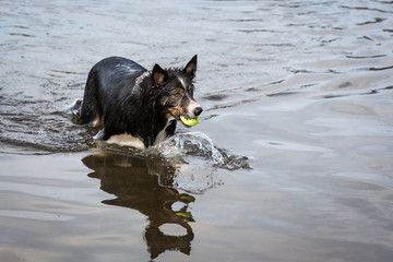 Border Collie