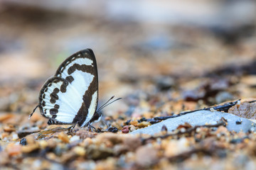 Beautiful Butterfly