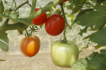 organic tomato plant and fruit on a natural background