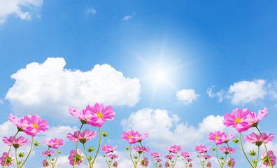 Beautiful pink flowers and Blue sky with cloud