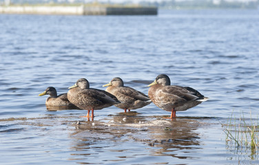 утки на озере