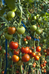 помидоры в теплице