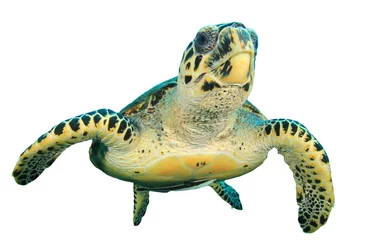 Rolgordijnen Schildpad Karetschildpad zeeschildpad geïsoleerd op wit