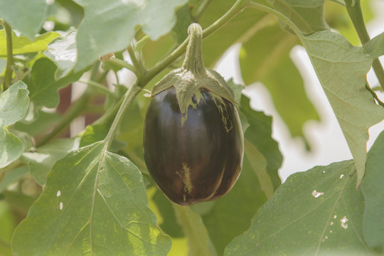 eggplants growing in the garden