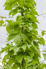 Branches of hops