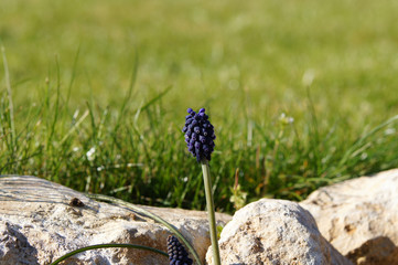 muscari au milieu de pierre