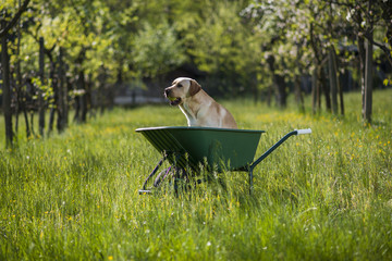 Labrador retriever biondo su carriola