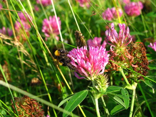 шмель и клевер