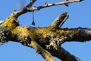 branche de cerisier