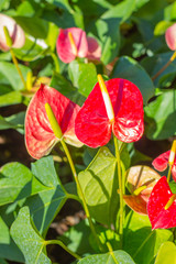 Flamingo lily flower (Boy Flower) on green background