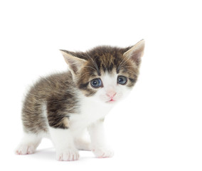 Obraz premium funny kitten