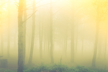 Forest tree during a foggy day ( Filtered image processed vintag