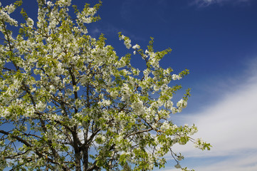 Cerisier en fleur