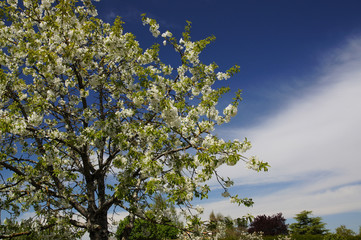 Cerisier en fleur