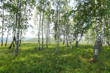 Fototapeta premium birch grove in the Urals
