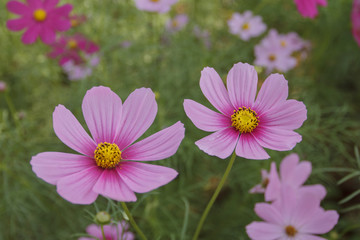 Close up cosmos flower in the garden for background