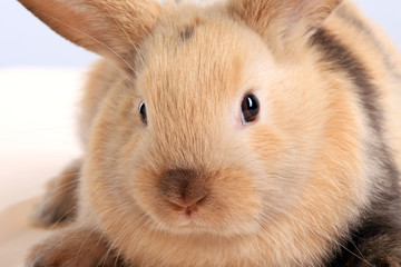 Fototapeta premium bunny rabbit
